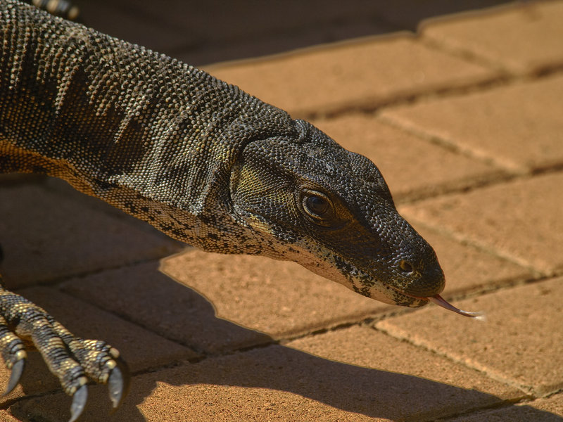 Goanna, Warrumbungle